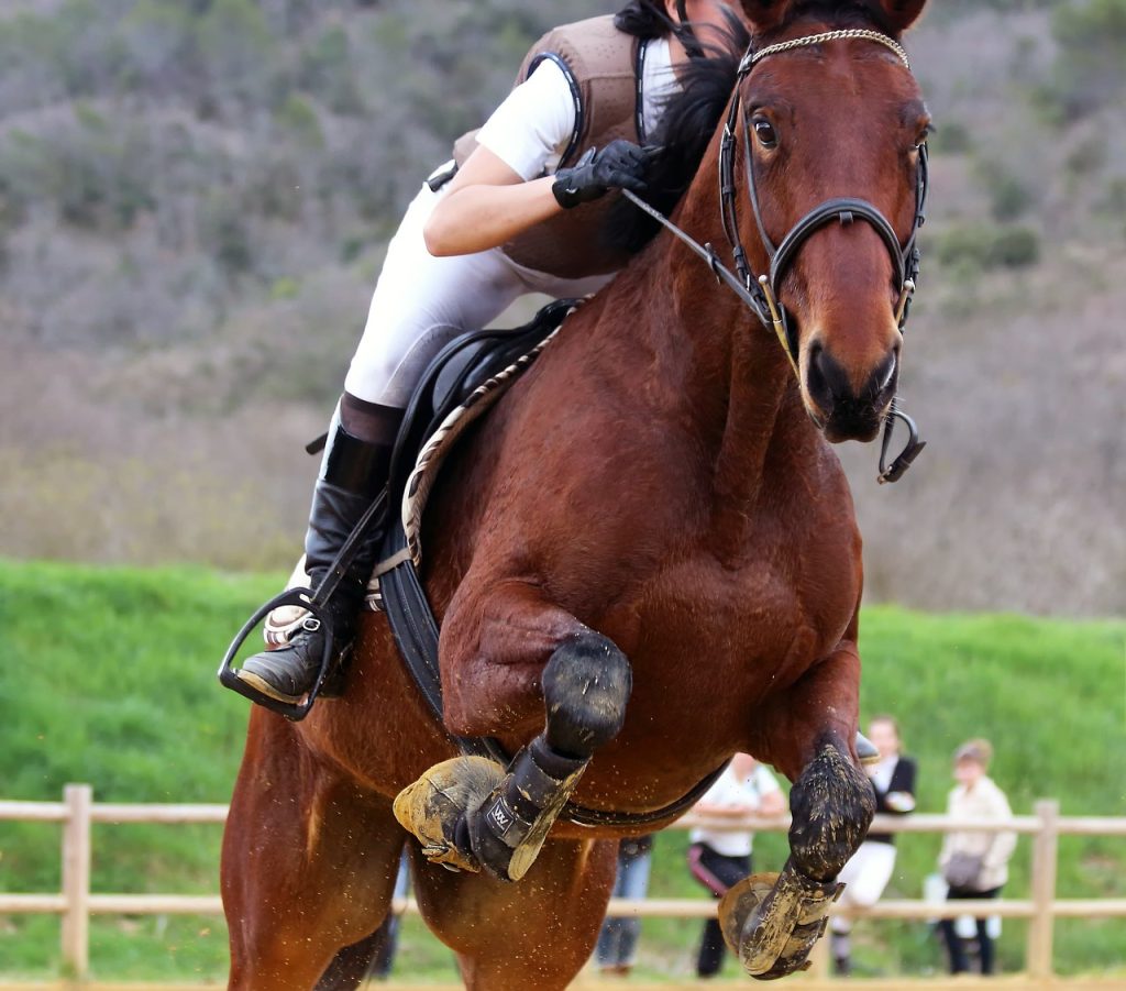 Advanced Techniques in Equestrian Sports