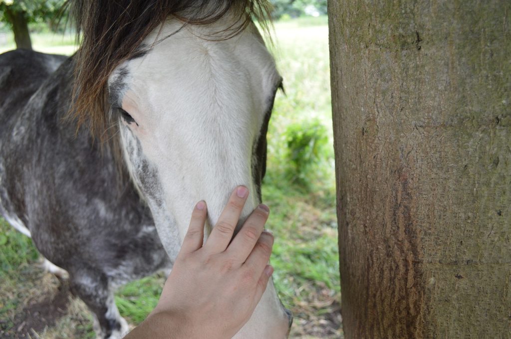 Essential Guide to Basic Horse Health and Training