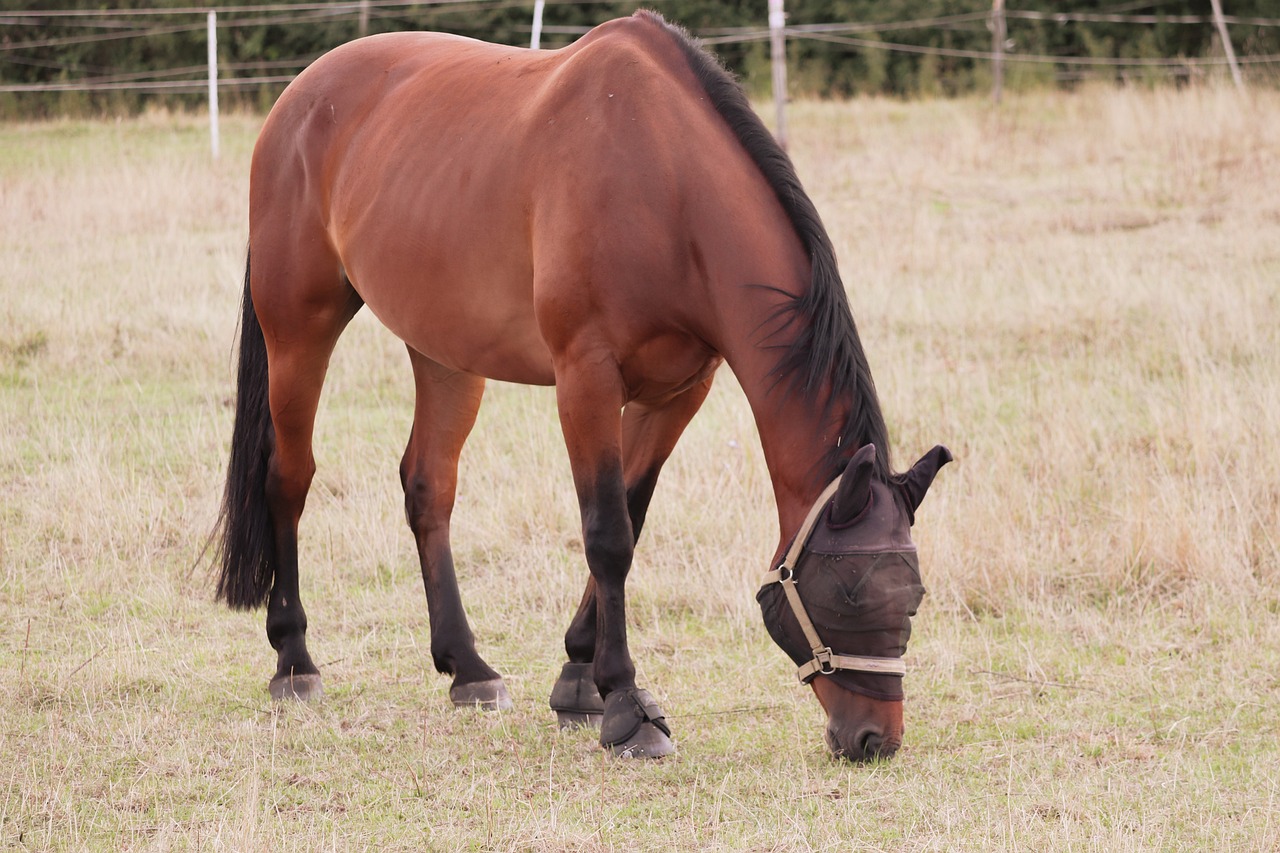 Essential Guide to Basic Horse Health and Training