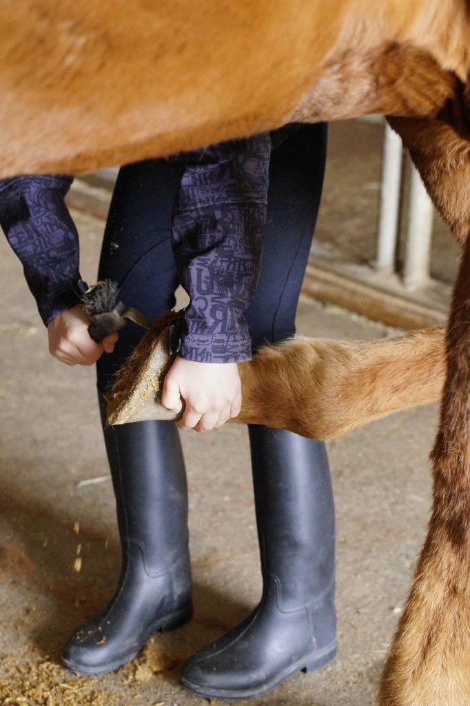 Essential Guide to Beginner Horse Care