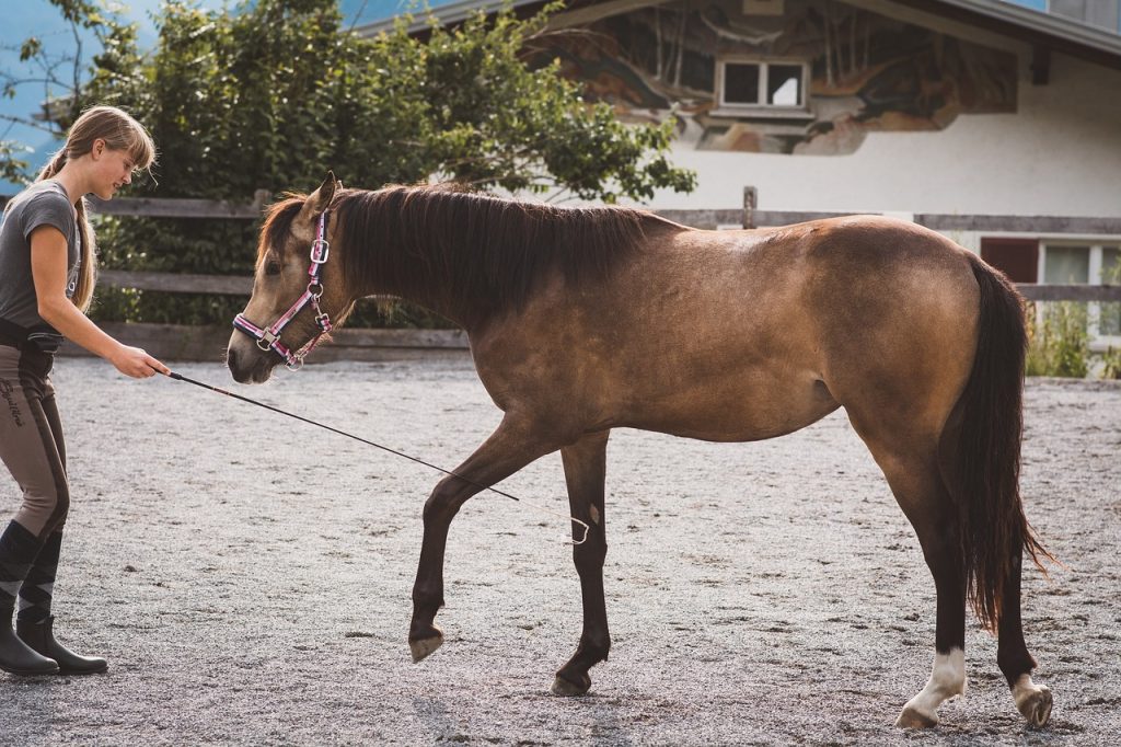 Essential Guidelines for Handling Young Horses