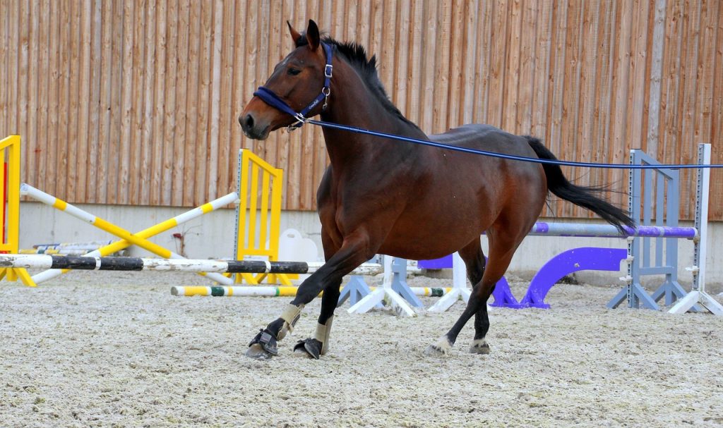 Essential Techniques for Lunging a Horse
