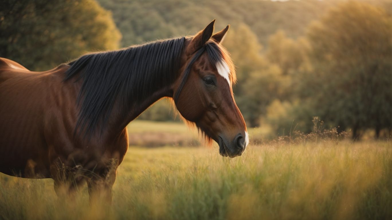 Managing Separation Anxiety in Horses - Horse Behavior Management - Coping with Separation Anxiety 