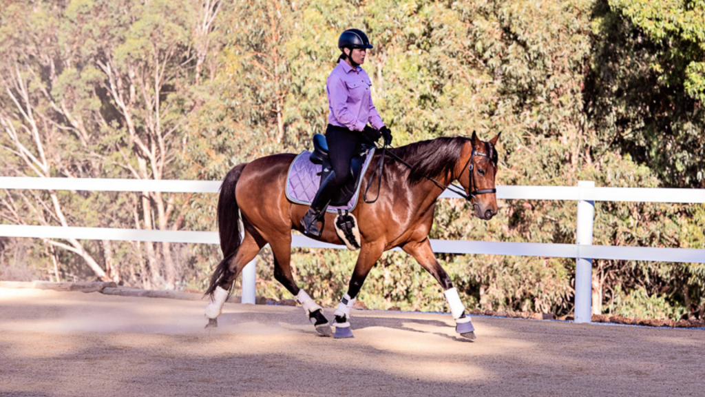 Introduction to Riding: Foundational Skills for Horse Training