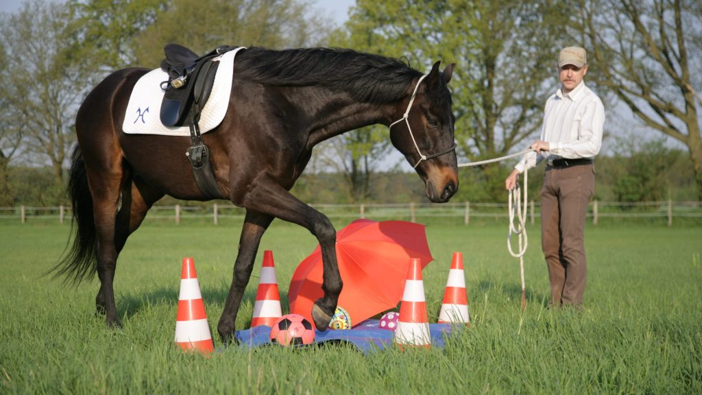 Mastering Horse Ground Manners