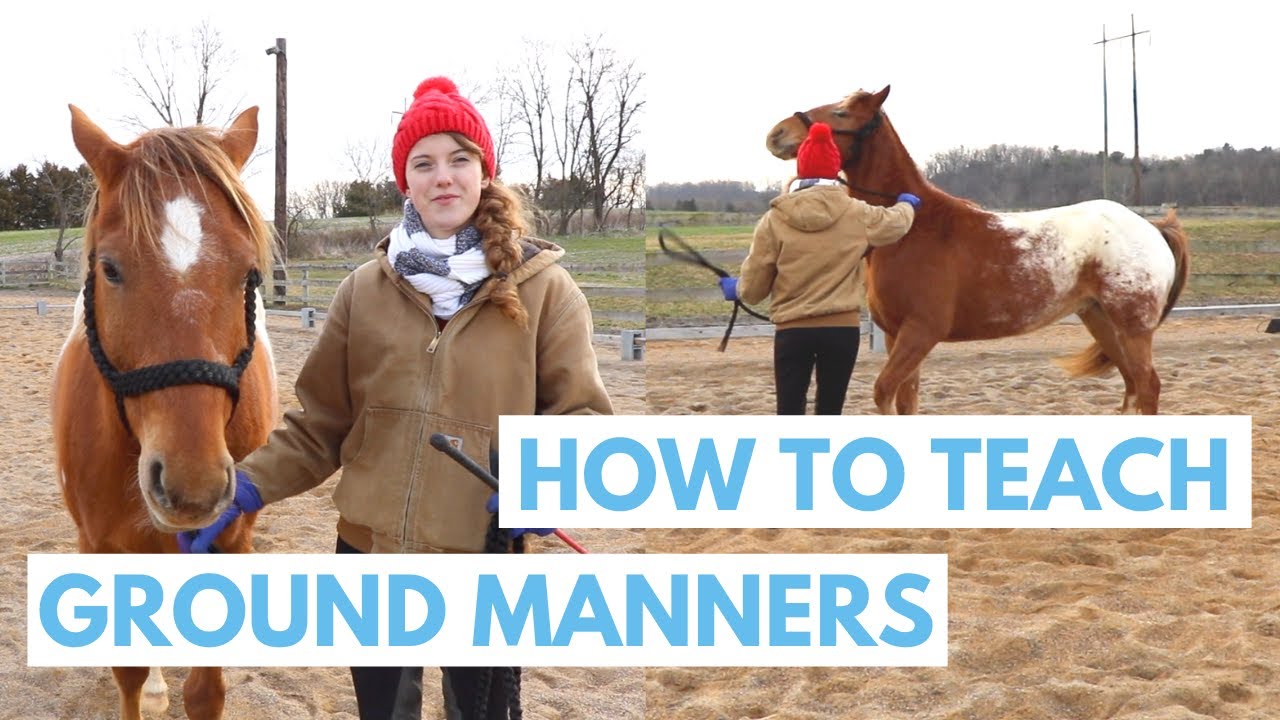 Mastering Horse Ground Manners