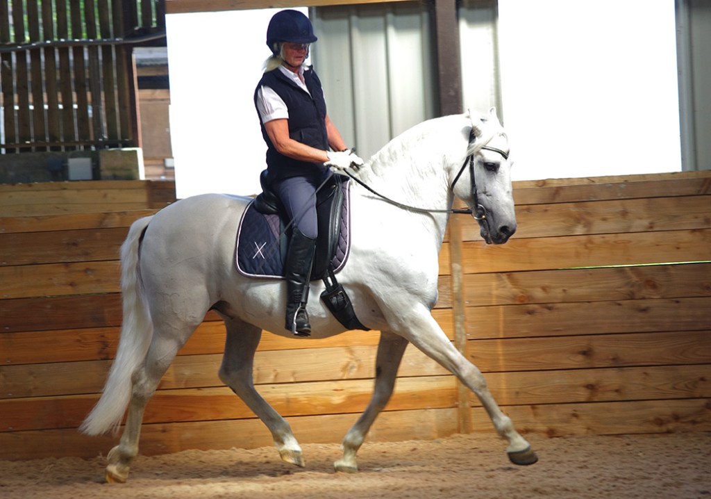 The Art of Balance in Dressage Mastery