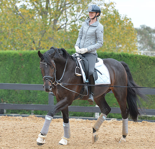 The Art of Balance in Dressage Mastery