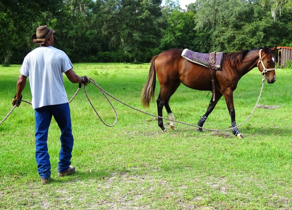 The Essentials of Teaching Horse Respect